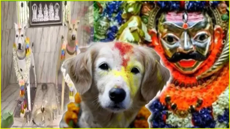 भगवान नहीं, यहां कुत्तों की होती है पूजा